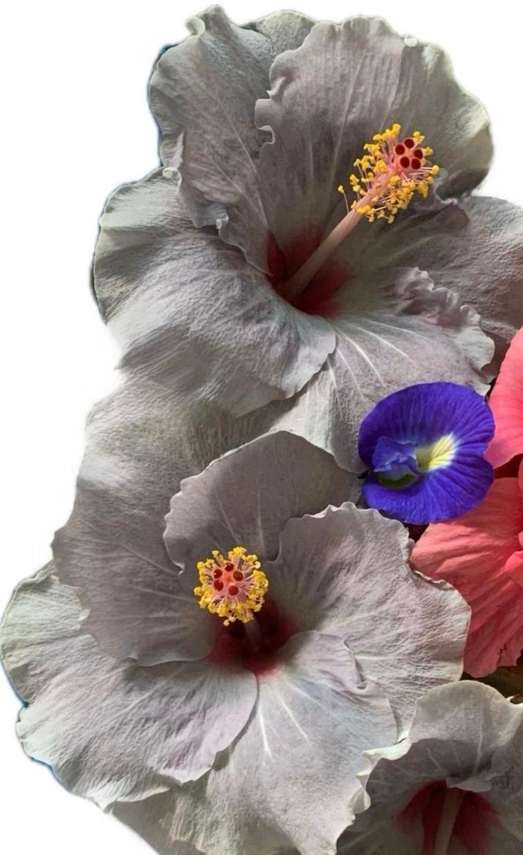  HIbiscus and Blue Pea Flower